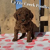 White Collar, a female Poodle - Standard  for sale in Purdy, MO – Photo 3 of 10