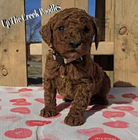 White Collar, a female Poodle - Standard  for sale in Purdy, MO – Photo 1 of 10