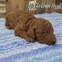 White Collar, a female Poodle - Standard  for sale in Purdy, MO – Photo 7 of 10