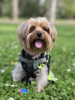 Unnamed , a female Yorkshire Terrier for sale in Fresno, CA – 4 of 6