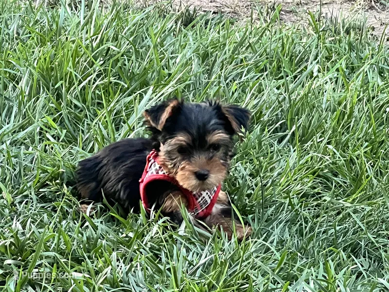Unnamed  – Yorkshire Terrier puppy for sale in Fresno, CA