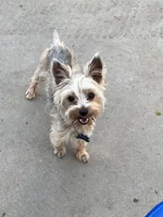 Unnamed , a female Yorkshire Terrier for sale in Fresno, CA – 6 of 6