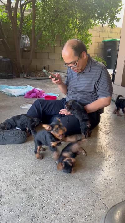 Buddy, a male Yorkshire Terrier for sale in Tustin, CA – 2 of 2