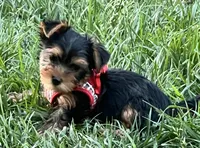 Unnamed , a female Yorkshire Terrier for sale in Fresno, CA – 2 of 6