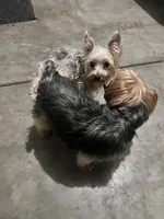 Unnamed , a female Yorkshire Terrier for sale in Fresno, CA – 5 of 6