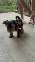 Unnamed , a female Yorkshire Terrier for sale in Fresno, CA – 3 of 6