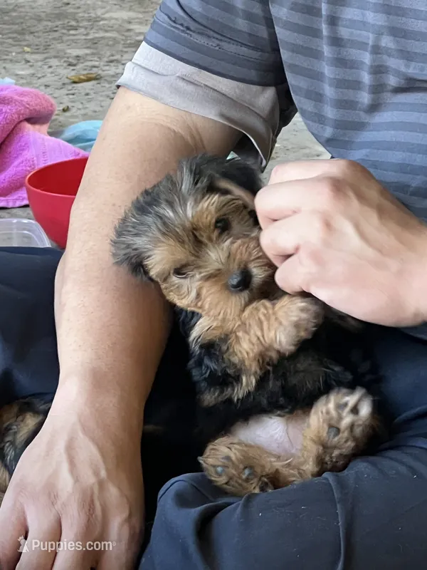 Buddy – Yorkshire Terrier puppy for sale in Tustin, CA