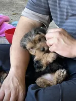 Buddy, a male Yorkshire Terrier for sale in Tustin, CA – 1 of 2