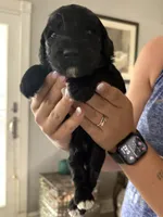 Goose, a male Labradoodle for sale in McHenry, IL – 5 of 6