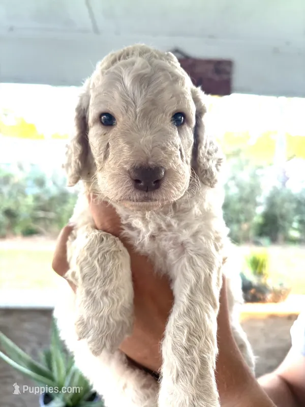 Tanner – Labradoodle puppy for sale in McHenry, IL