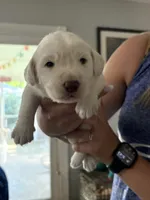 Halo, a male Labradoodle for sale in McHenry, IL – 4 of 5