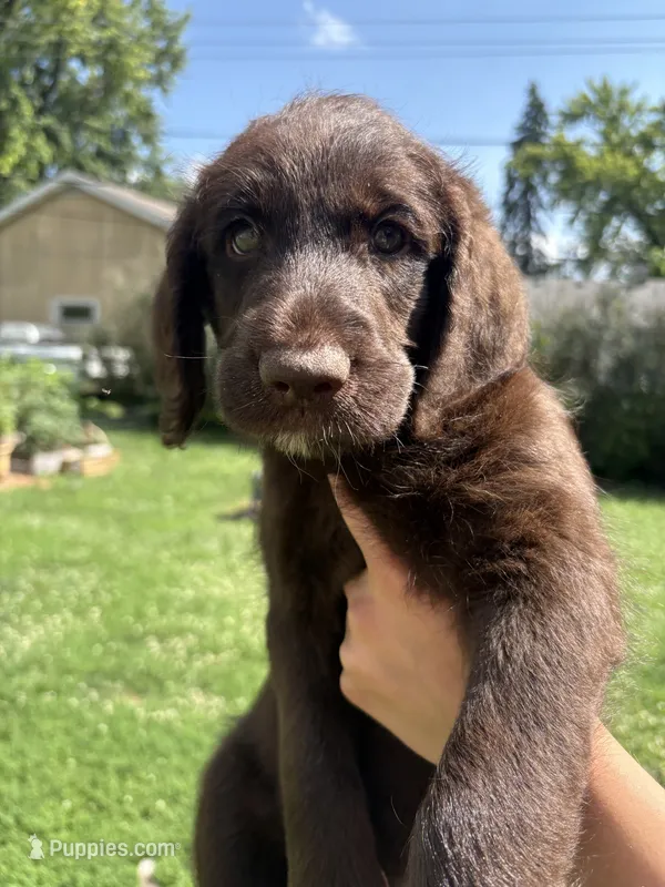 Rooster – Labradoodle puppy for sale in McHenry, IL
