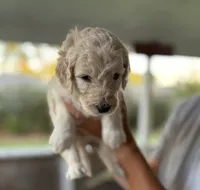 Wyoming , a male Labradoodle for sale in McHenry, IL – 3 of 8