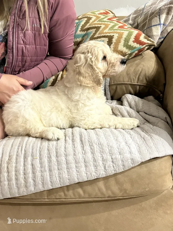 Wyoming  – Labradoodle puppy for sale in McHenry, IL