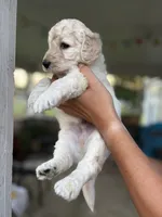 Wyoming , a male Labradoodle for sale in McHenry, IL – 8 of 8