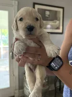 Wyoming , a male Labradoodle for sale in McHenry, IL – 2 of 8