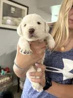 Halo, a male Labradoodle for sale in McHenry, IL – 2 of 5