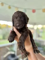 Rooster, a male Labradoodle for sale in McHenry, IL – 5 of 6