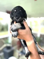Montana, a female Labradoodle for sale in McHenry, IL – 6 of 6