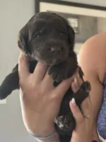Rooster, a male Labradoodle for sale in McHenry, IL – 6 of 6