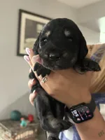 Montana, a female Labradoodle for sale in McHenry, IL – 3 of 6