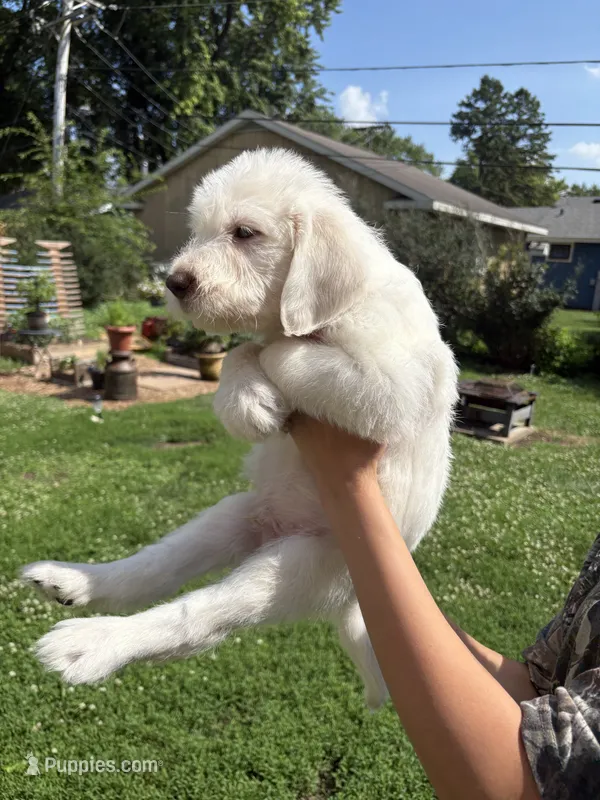 Halo – Labradoodle puppy for sale in McHenry, IL