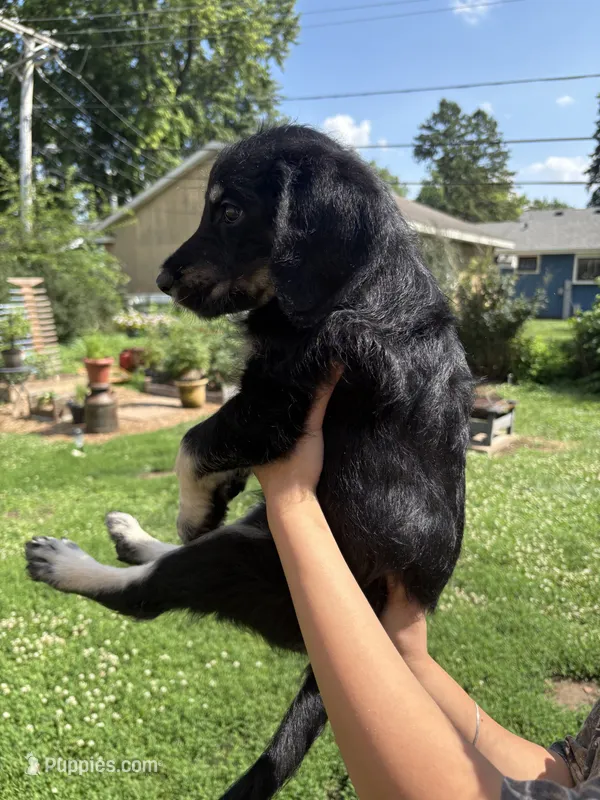 Montana – Labradoodle puppy for sale in McHenry, IL