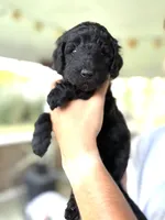 Onyx, a male Labradoodle for sale in McHenry, IL – 1 of 7