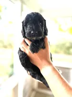 Goose, a male Labradoodle for sale in McHenry, IL – 2 of 6