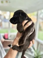 Henny, a female Labradoodle for sale in McHenry, IL – 2 of 5
