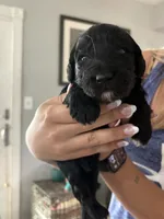 Goose, a male Labradoodle for sale in McHenry, IL – 6 of 6