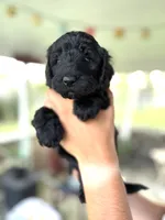 Onyx, a male Labradoodle for sale in McHenry, IL – 4 of 7