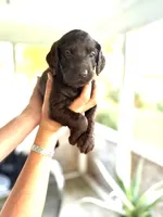 Henny, a female Labradoodle for sale in McHenry, IL – 3 of 5