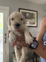 Wyoming , a male Labradoodle for sale in McHenry, IL – 6 of 8