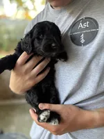 Goose, a male Labradoodle for sale in McHenry, IL – 4 of 6