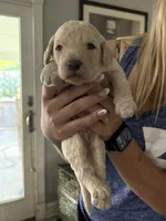 Tanner, a male Labradoodle for sale in McHenry, IL – 3 of 5