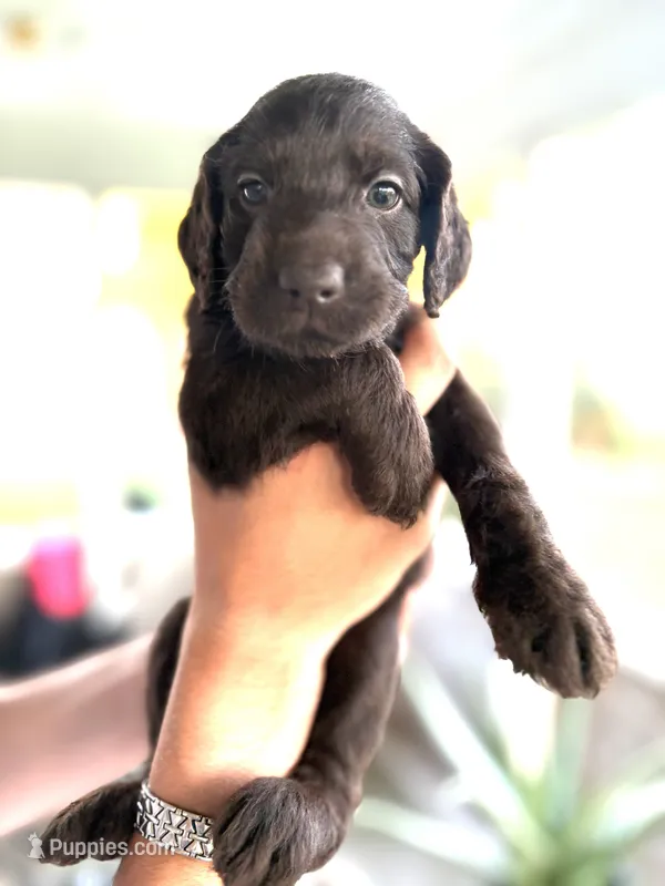 Henny – Labradoodle puppy for sale in McHenry, IL