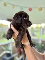 Rooster, a male Labradoodle for sale in McHenry, IL – 3 of 6