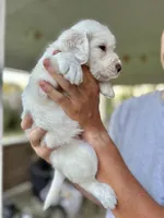 Wyoming , a male Labradoodle for sale in McHenry, IL – 4 of 8