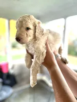 Tanner, a male Labradoodle for sale in McHenry, IL – 2 of 5