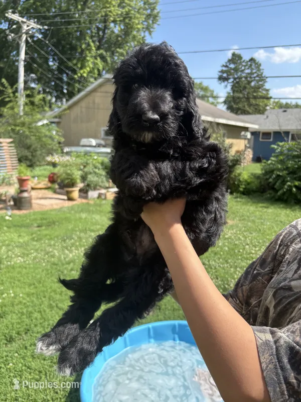 Goose – Labradoodle puppy for sale in McHenry, IL