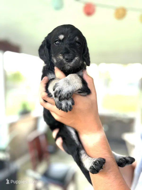Montana – Labradoodle puppy for sale in McHenry, IL