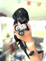 Montana, a female Labradoodle for sale in McHenry, IL – 1 of 6
