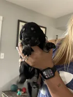 Montana, a female Labradoodle for sale in McHenry, IL – 4 of 6