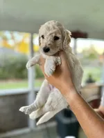 Wyoming , a male Labradoodle for sale in McHenry, IL – 7 of 8