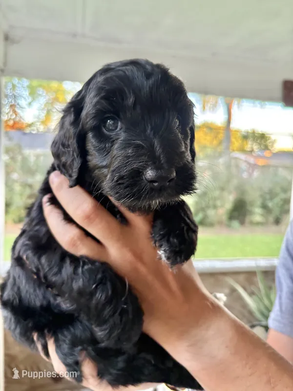 Goose – Labradoodle puppy for sale in McHenry, IL