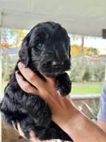 Goose, a male Labradoodle for sale in McHenry, IL – 1 of 6