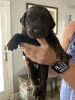Henny, a female Labradoodle for sale in McHenry, IL – 4 of 5