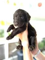 Rooster, a male Labradoodle for sale in McHenry, IL – 4 of 6