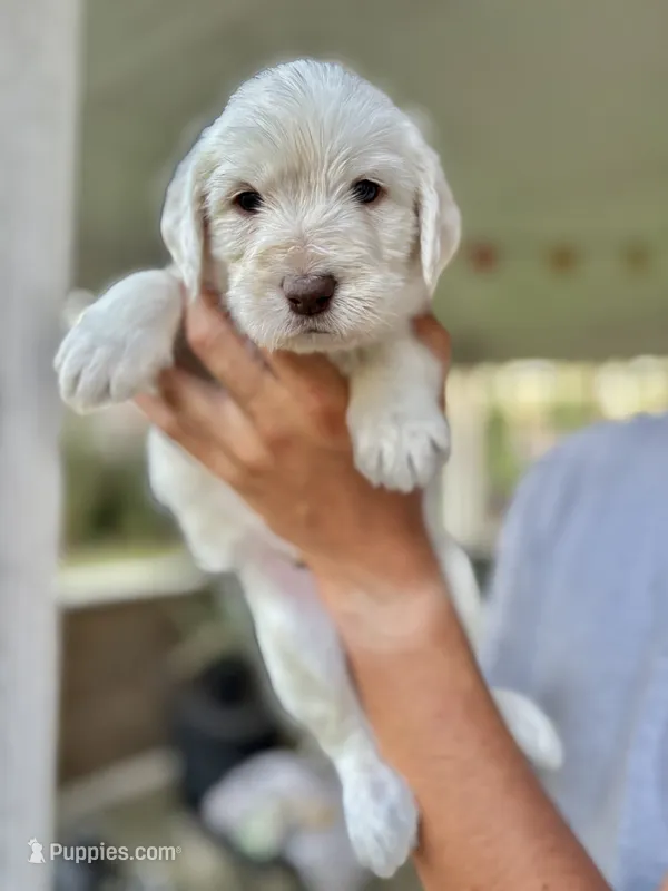 Halo – Labradoodle puppy for sale in McHenry, IL